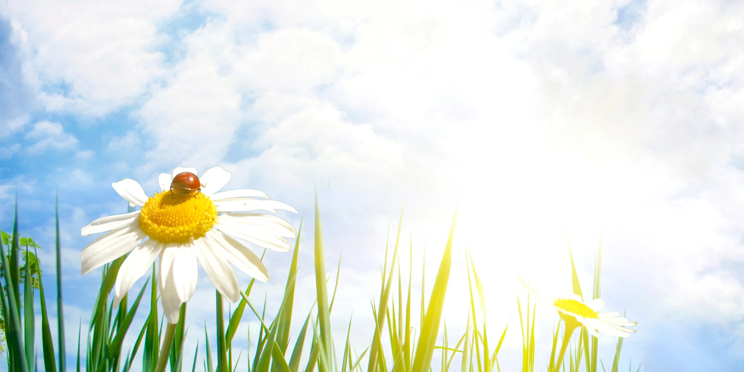 Sunshine across a slightly cloudy and blue sky in the background with a ladybird crawling on a flower amongst grass.